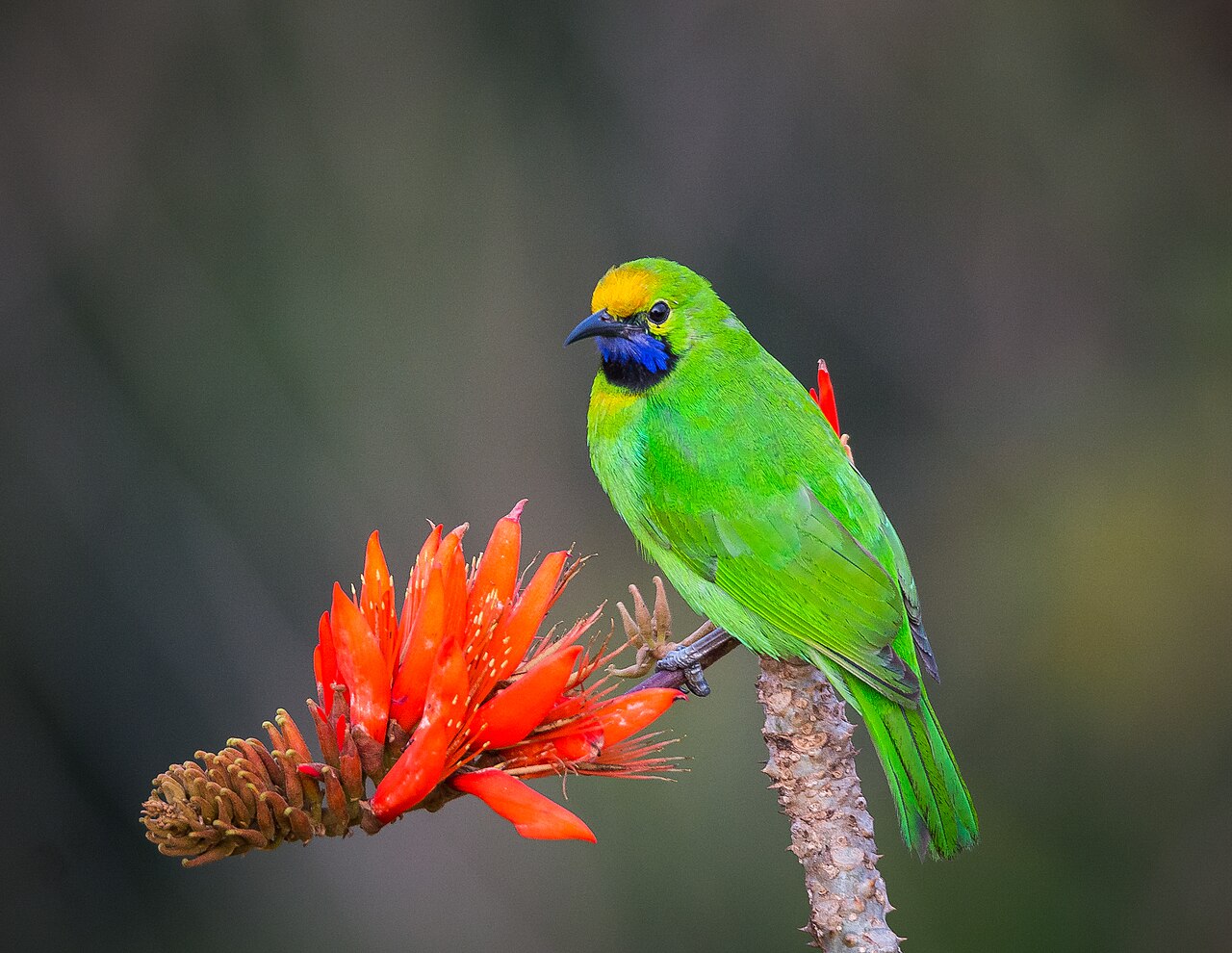 Forest Birds